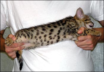 Great Head and Profile - Golden Spotted Savannah Male Kitten with serval colored black spots at 7 weeks old!