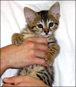 Spotted Savannah Male Kitten at 7 weeks old!