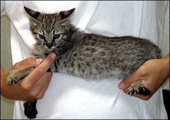 Wild Type and Dark Spots - Spotted Savannah Male Kitten with golden serval coloring at 8 weeks old!