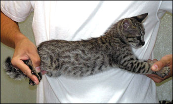 Great Head and Profile - Golden Spotted Savannah Male Kitten with serval colored black spots at 8 weeks old!