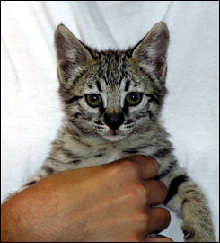 Spotted Savannah Male Kitten at 8 weeks old!