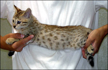 Wild Type and Dark Spots - Spotted Savannah Male Kitten with golden serval coloring at 8 weeks old!