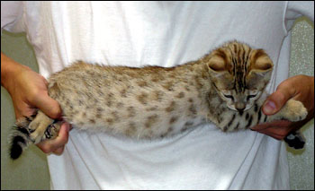 Great Head and Profile - Golden Spotted Savannah Male Kitten with serval colored black spots at 8 weeks old!