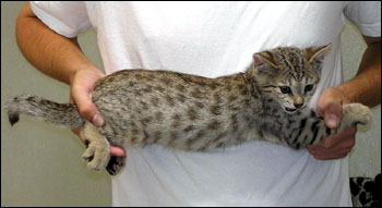 Great Head and Profile - Golden Spotted Savannah Male Kitten with serval colored black spots at 8 weeks old!