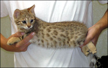 Wild Type and Dark Spots - Spotted Savannah Male Kitten with golden serval coloring at 8 weeks old!