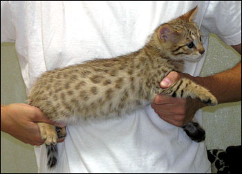 Great Head and Profile - Golden Spotted Savannah Male Kitten with serval colored black spots at 8 weeks old!