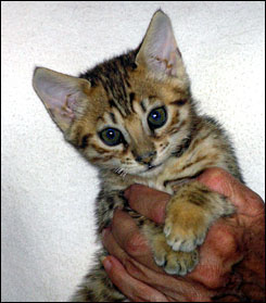 Spotted Savannah Male Kitten at 8 weeks old!