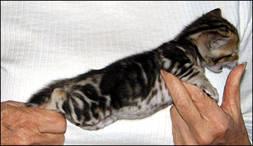 Brown Marbled Bengal Female Kitten at 4 weeks old - available and for sale!