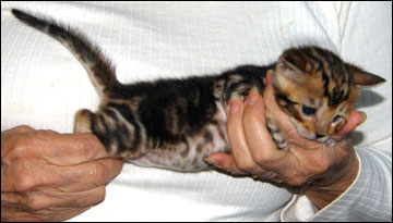 Brown Marbled Bengal Male Kitten at 4 weeks old - available and for sale!