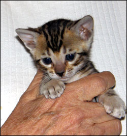 Brown Marbled Bengal Female Kitten at 4 weeks old - available and for sale!