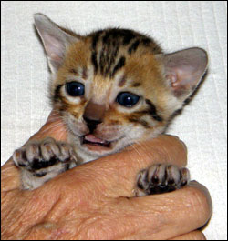 Brown Rosetted Bengal Male Kitten at 4 weeks old - available and for sale!