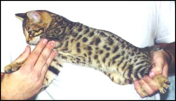 The Bengal breed includes the spotted and marbled patterns, and is still very new and exotic!
