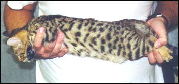 This female brown spotted Bengal kitten is a top breeder quality kitten!