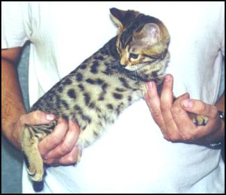 The Bengal breed includes the spotted and marbled patterns, and is still very new and exotic!