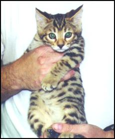 Spotted Bengal Female Kitten at 9 1/2 weeks old!