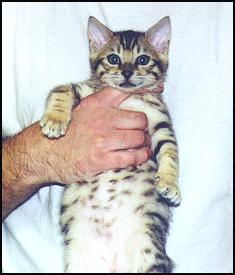 Bengal Kitten Pictures Of Litter Born To Gogees Marshamelo Of Foothill 