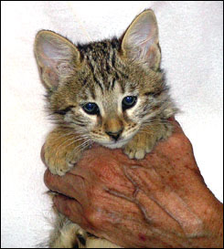 Spotted Savannah Female Kitten at 9 weeks old!