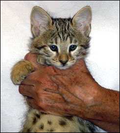 Spotted Savannah Female Kitten at 9 weeks old!