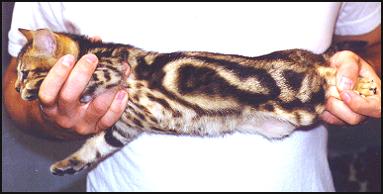 The Bengal breed is still very new and exotic!