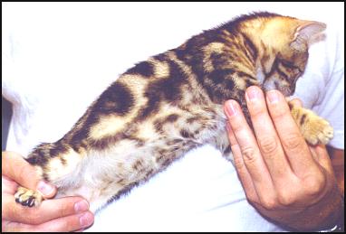 This female brown marble Bengal kitten is definitely top breeder quality!