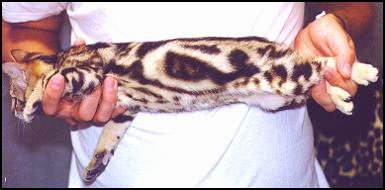 The Bengal breed is still very new and exotic, being less than 20 years old, and developed by crossing wild Asian leopard cats with a variety of domestic shorthaired cats!