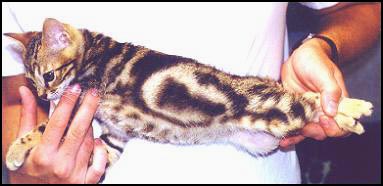 The Bengal breed is an exotic new breed of domestic cat with the look of a small leopard!