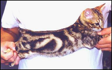 Be sure your Bengal breeder offers a health guarantee, kitten pedigree and references!