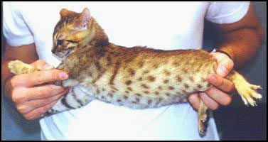 The Bengal breed is still very new and exotic, with whited bellies, rosettes, glitter, pelt, and wild type!