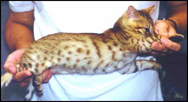 This leopard spotted male Bengal kitten is glittered, which looks like he has a dusting of gold on the ends of his hairs!