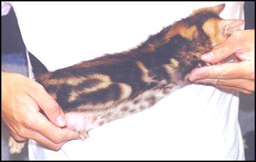 The Bengal breed is a young, exciting and exotic breed of domestic cat with a wild ancestor!