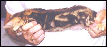 This female brown marble  Bengal kitten may be top breeder to show quality!