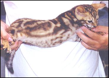 This male brown marble  Bengal kitten may be top breeder to show quality!