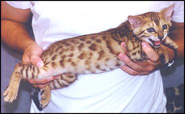 This kitten is an excellent example of rosetting of the spotting pattern - both the arrowhead shape to the spots and the multi shades within the spots are called forms of rosettes, and come from the wild Asian leopard cat ancestors of this domestic breed of cat.