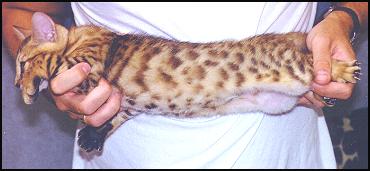 This female brown spotted Bengal kitten is absolutely top breeder to exceptional show quality!