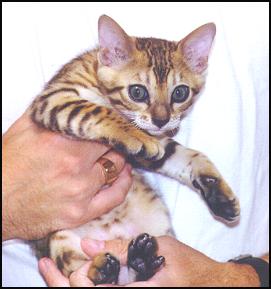 Brown Spotted Bengal Female Top Quality Kitten at 9 weeks old!