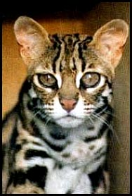 Bengal Leopard Kitten
