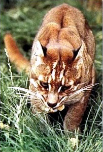 The Asian Golden Cat is reclusive and rare
