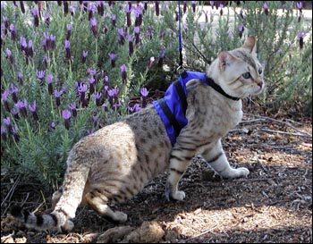 Bengal Adult Male Modeling Blue Cat Walking Jacket Specialty Harness for Leash Training Your Kitty!