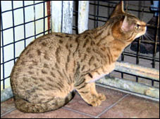 Select Exotics Bitsy Bloom, F4 Savannah queen and mother to Sir Patrick McSpots of Foothill Felines, our Savannah king!