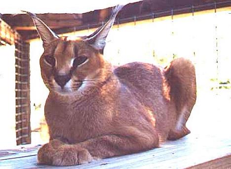 Caracal Cat sitting down.