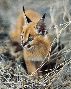The caracal, unique cat with tall tufted ears