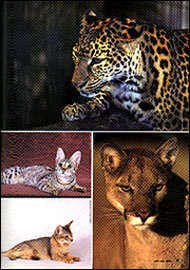 Check out CATS USA 2005  Magazine for Sunny Spots!
