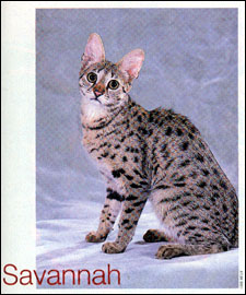 Check out CATS USA 2005 Magazine for Sunny Spots representing the Savannah breed!