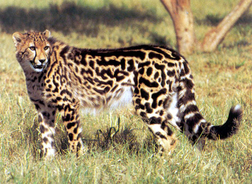 The cheetah, long, lean, explosively fast, highly inbred and in extreme danger of extinction