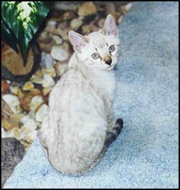 Top show quality Seal lynx point spotted snow Bengal female, out of Gogees Marshamelo of Foothill Felines.