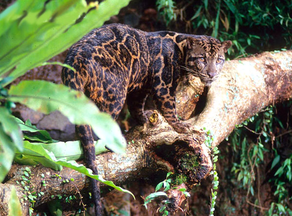 The Bornean Clouded Leopard is considered a new, separate species and one of most unusual and beautiful of the wild cats.