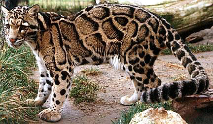 The Clouded Leopard is one of most unusual and beautiful of the wild cats.