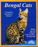 All About Bengal Cats!