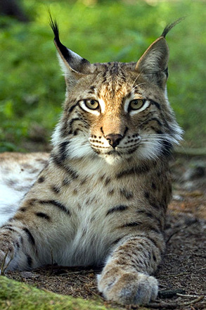 The Eurasian Lynx in Rare, Beautiful, Big, Wild Cat Pictures brought to