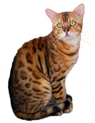 Mighty Ewan is the epitome of masculine, powerful, athletic, muscular Bengal males - a gorgeous golden rosetted Bengal stud!!